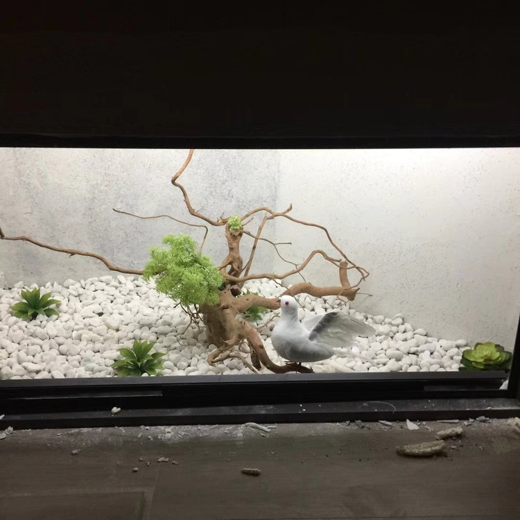 綠化工程 深圳園林工程規(guī)格約2.00萬元